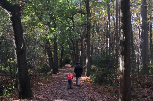 wandeling in het bos met kind