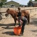 Farmcamps de Smulhoeve