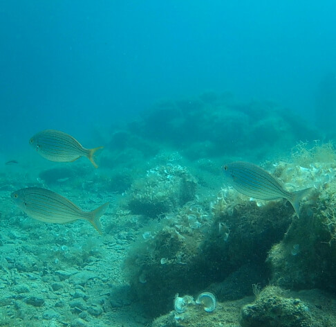 Snorkelen bij Camping Marina Resort