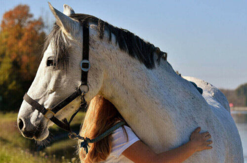 Paardenmeisje