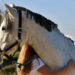 Paardenmeisje