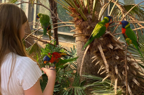 Vogelpark Avifauna