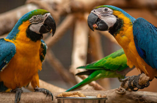 Zoo Veldhoven