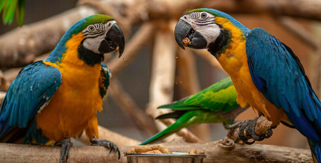 Zoo Veldhoven