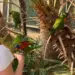 Vogelpark Avifauna